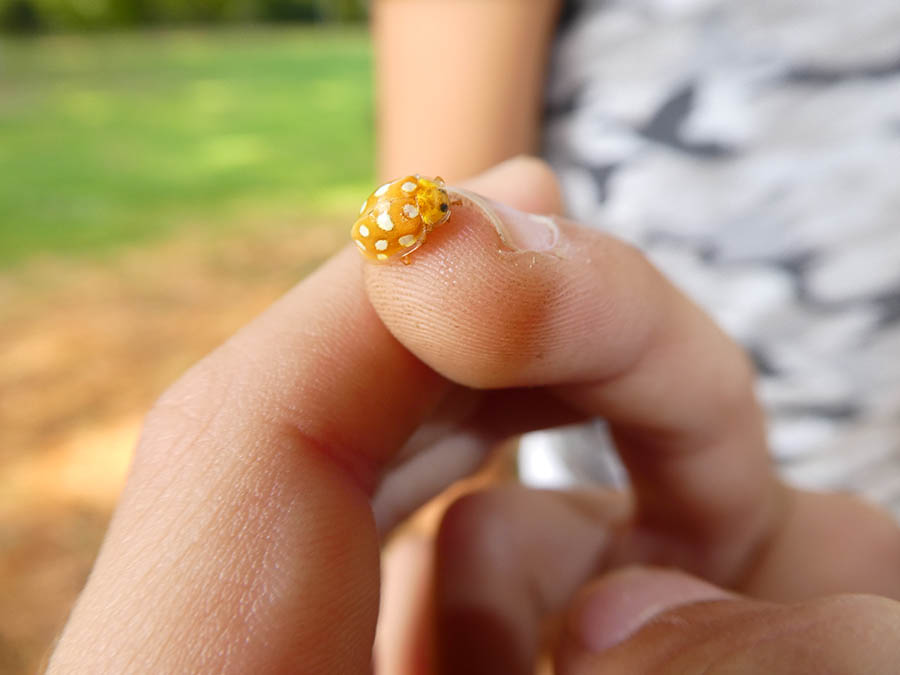 Herbstferien 2018 - Hort für Schülerinnen und Schüler in Olten